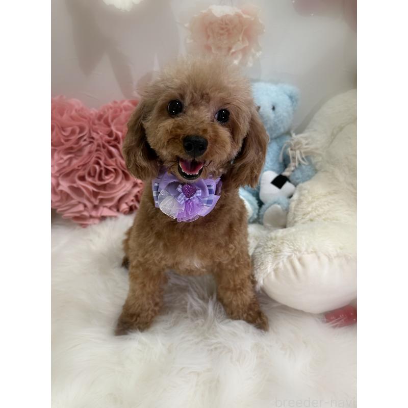 販売中の香川県のトイプードル-429865の3枚目