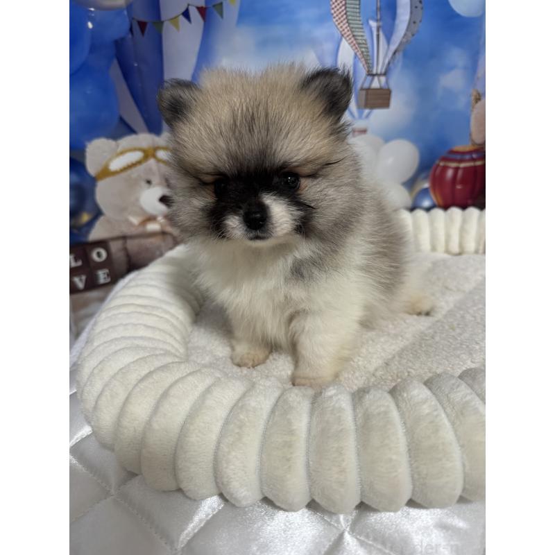 販売中の埼玉県のポメラニアン-426917の4枚目