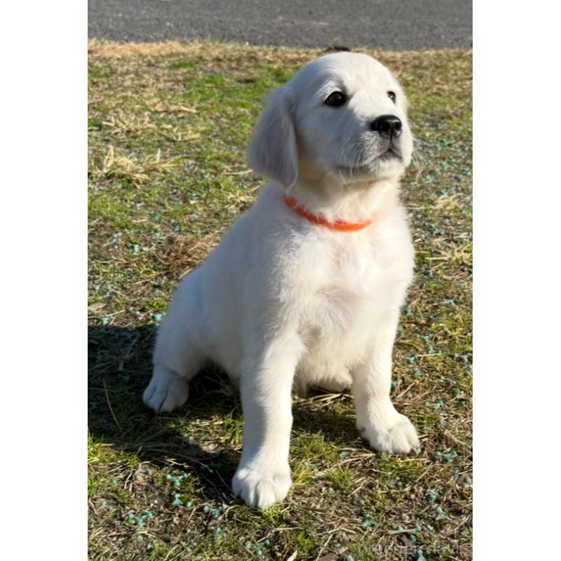 販売中の愛知県のゴールデンレトリーバー-429862