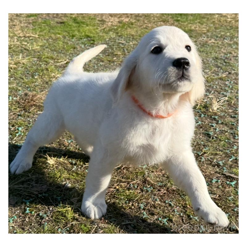 販売中の愛知県のゴールデンレトリーバー-429862の5枚目