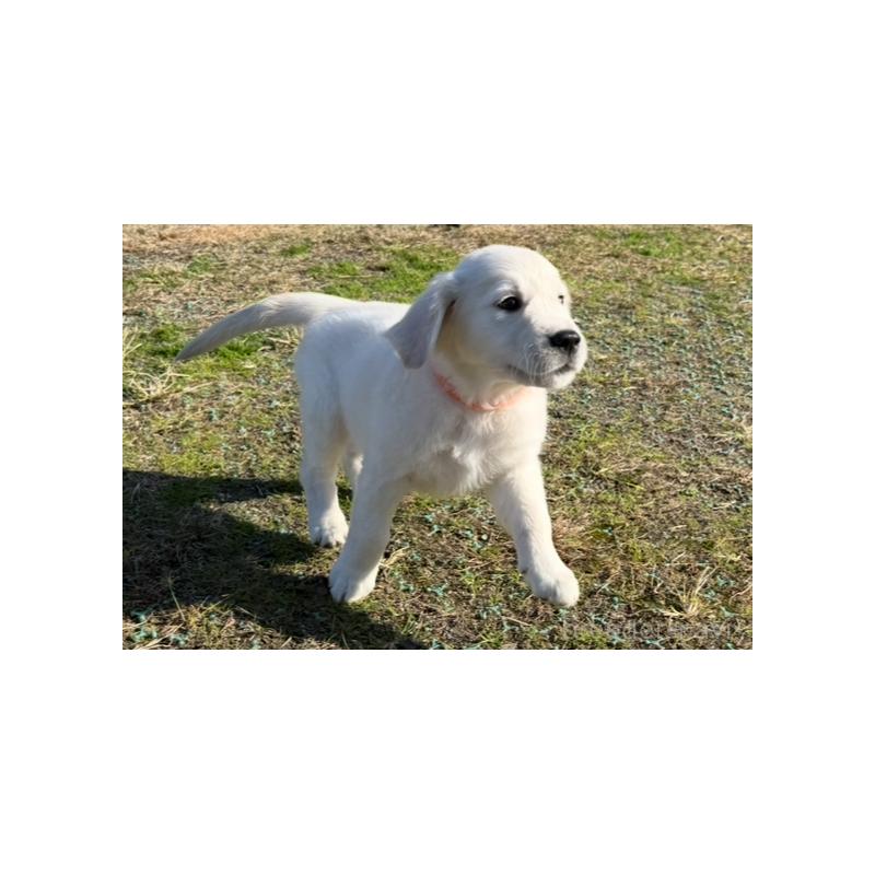 販売中の愛知県のゴールデンレトリーバー-429862の4枚目