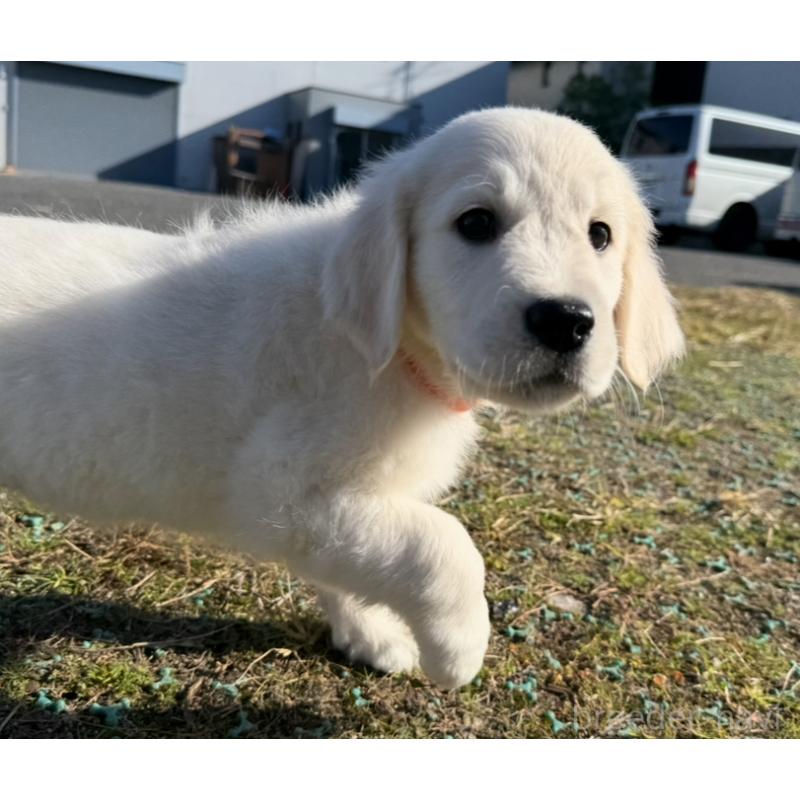 販売中の愛知県のゴールデンレトリーバー-429862の3枚目