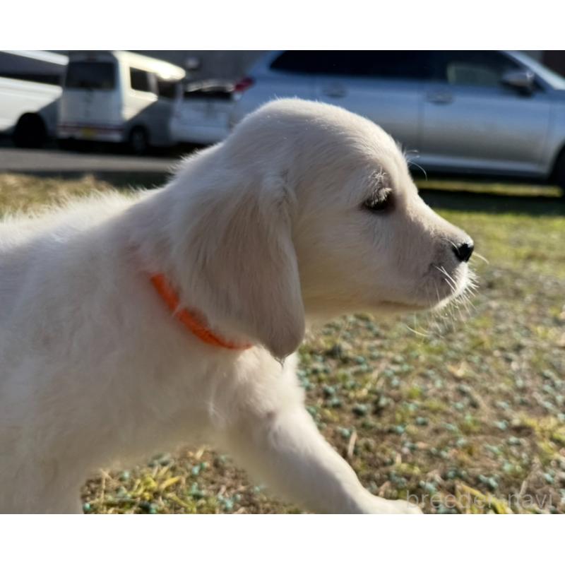 販売中の愛知県のゴールデンレトリーバー-429862の2枚目