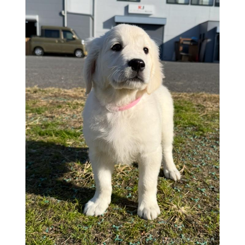 販売中の愛知県のゴールデンレトリーバー-429863の1枚目