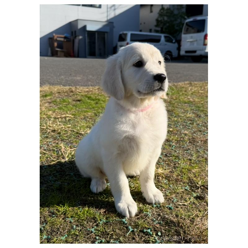 販売中の愛知県のゴールデンレトリーバー-429863の4枚目