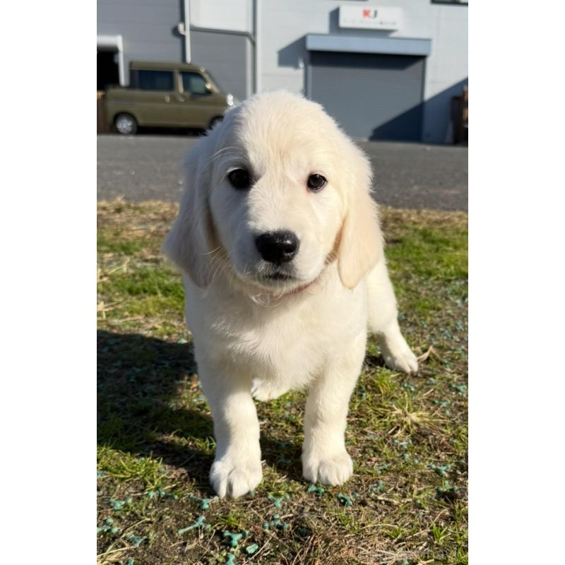 販売中の愛知県のゴールデンレトリーバー-429863の3枚目