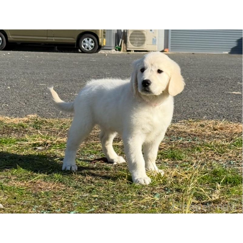 販売中の愛知県のゴールデンレトリーバー-429863の2枚目