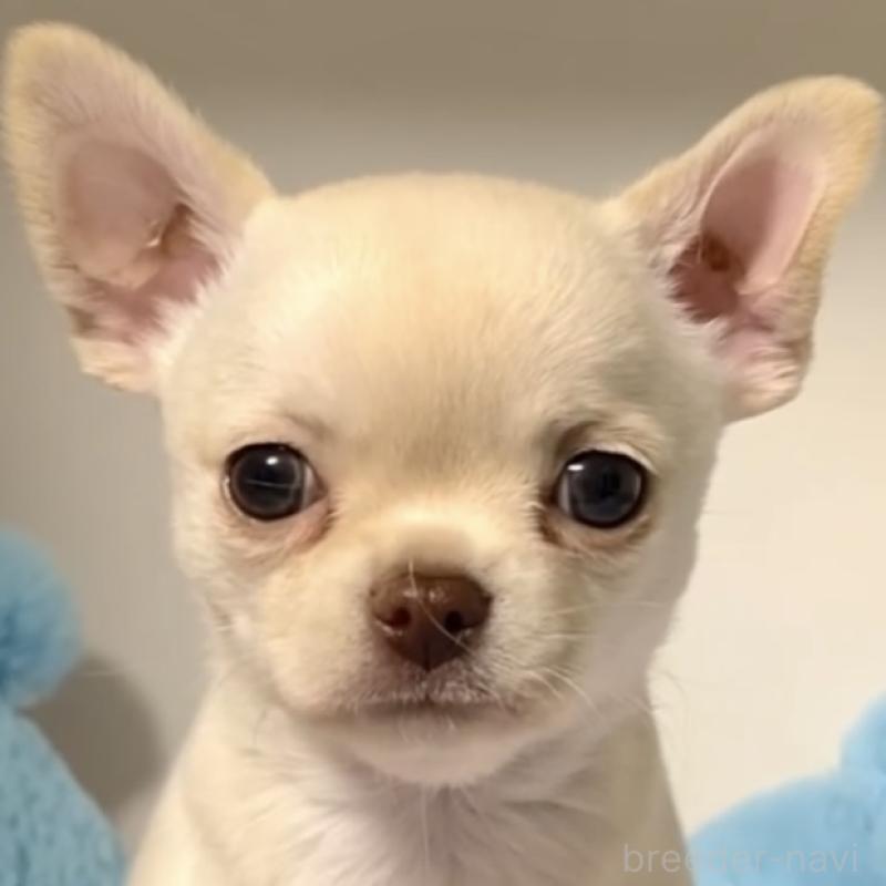 販売中の東京都のチワワ(スムースコート)-429866の1枚目