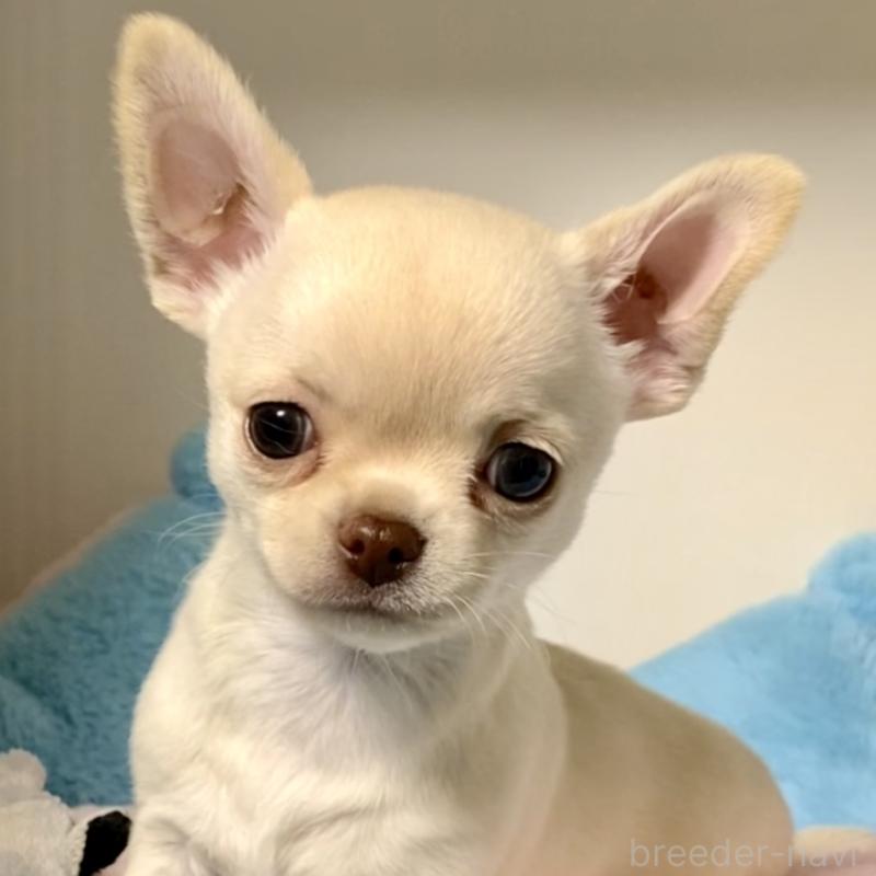 販売中の東京都のチワワ(スムースコート)-429866の4枚目