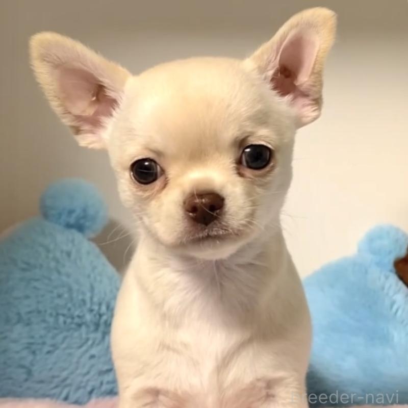 販売中の東京都のチワワ(スムースコート)-429866の2枚目