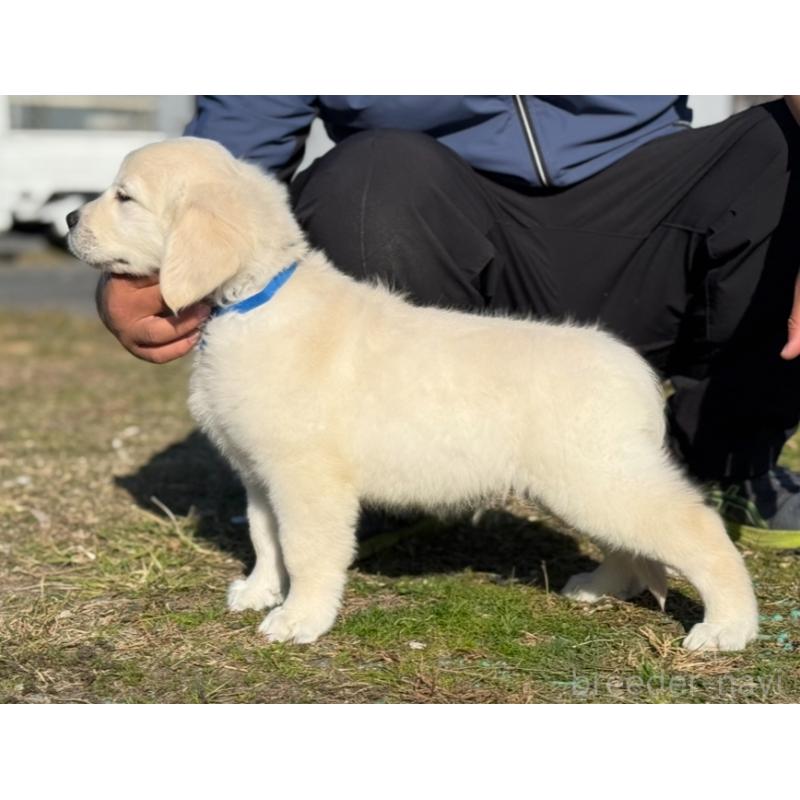 販売中の愛知県のゴールデンレトリーバー-429864