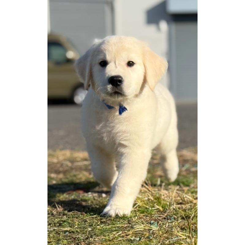 販売中の愛知県のゴールデンレトリーバー-429864の7枚目