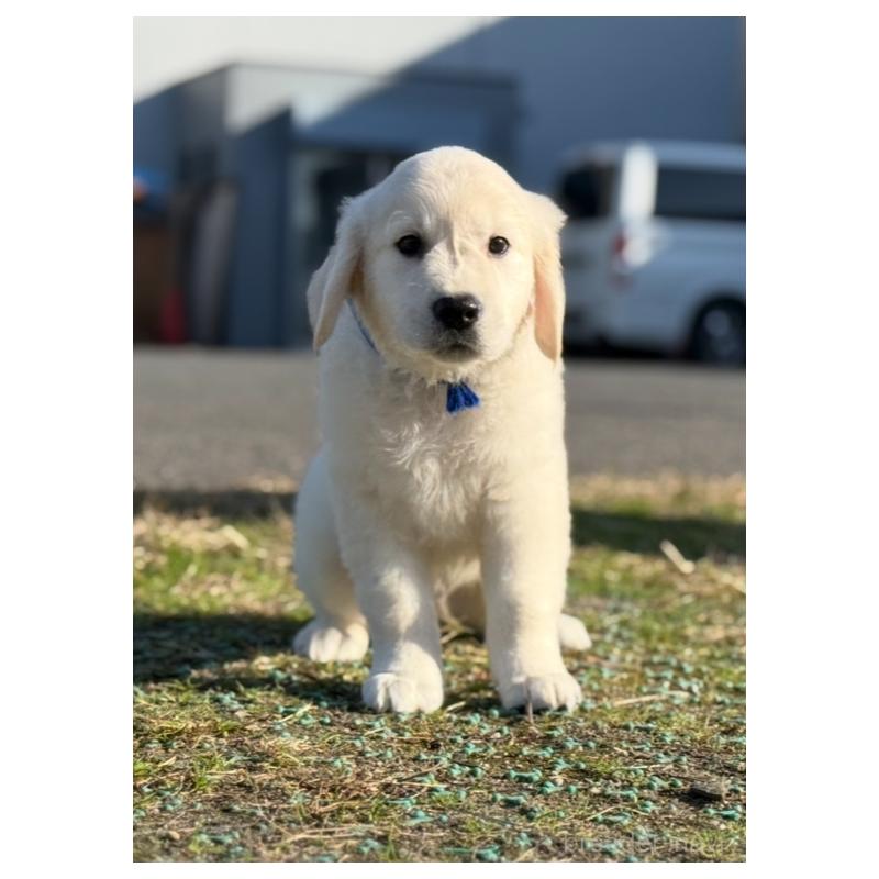 販売中の愛知県のゴールデンレトリーバー-429864の6枚目