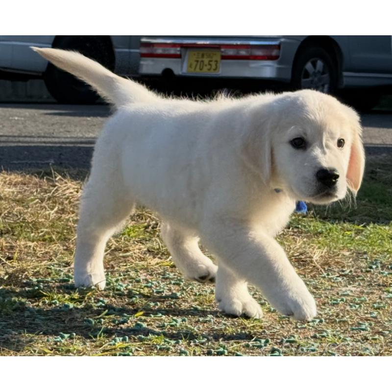販売中の愛知県のゴールデンレトリーバー-429864の5枚目