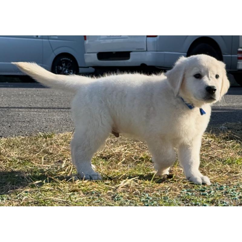 販売中の愛知県のゴールデンレトリーバー-429864の4枚目