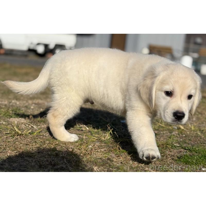 販売中の愛知県のゴールデンレトリーバー-429864の3枚目