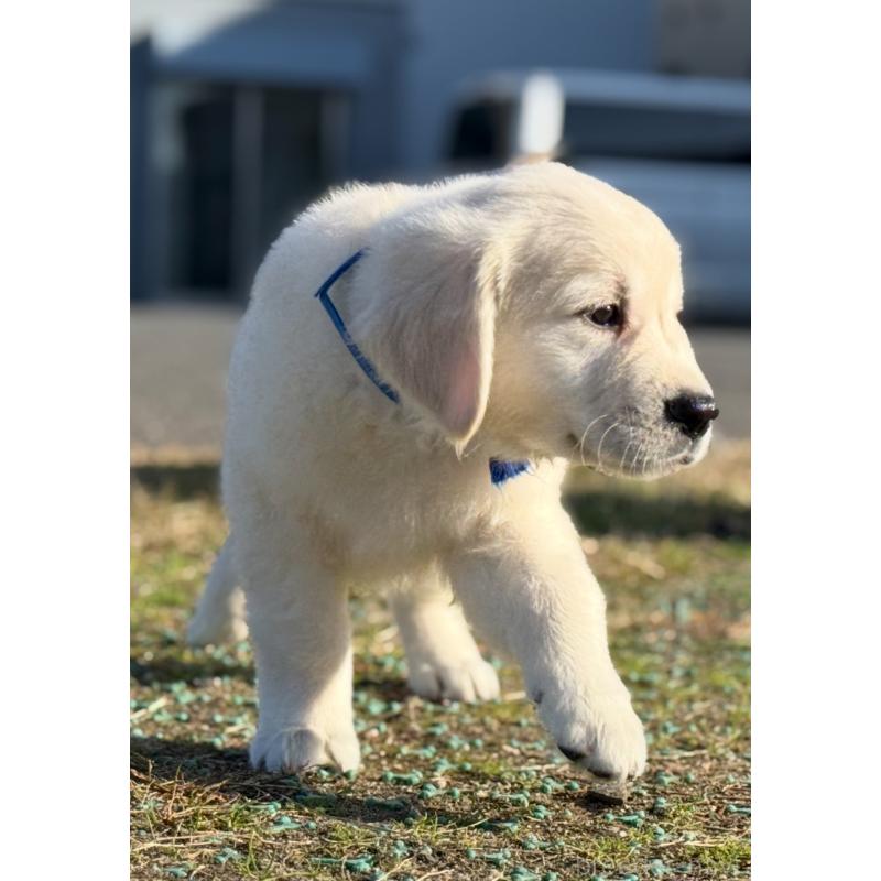 販売中の愛知県のゴールデンレトリーバー-429864の2枚目