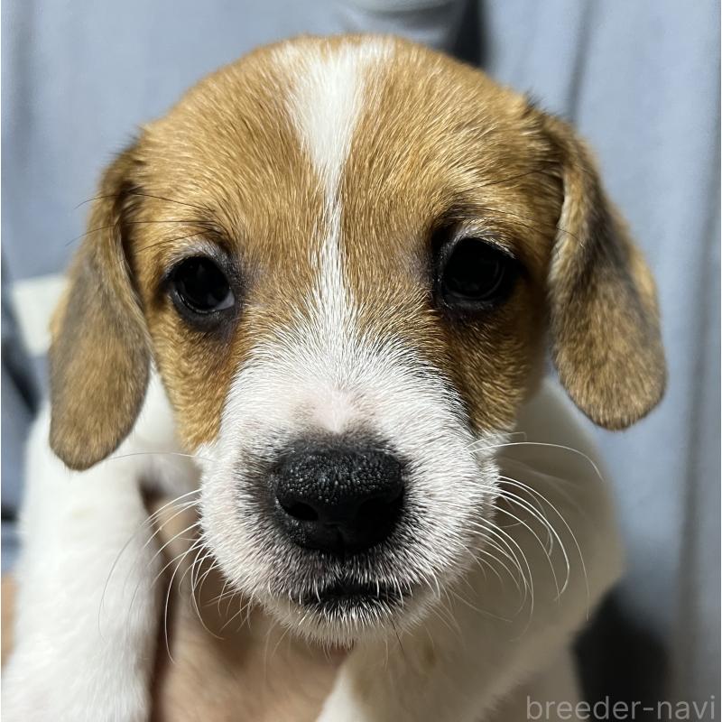 販売中の千葉県のジャックラッセルテリア-429871の5枚目