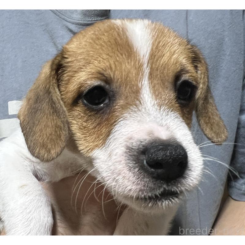 販売中の千葉県のジャックラッセルテリア-429871の4枚目