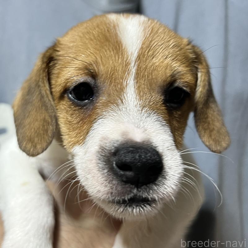 販売中の千葉県のジャックラッセルテリア-429871の3枚目