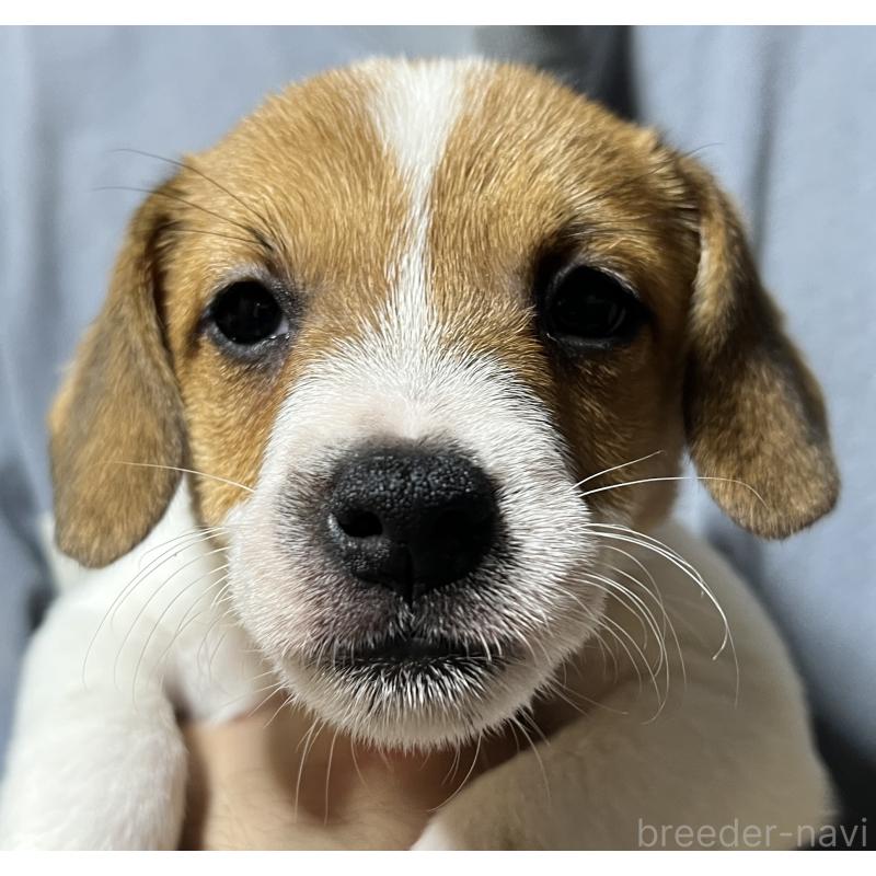 販売中の千葉県のジャックラッセルテリア-429871の2枚目