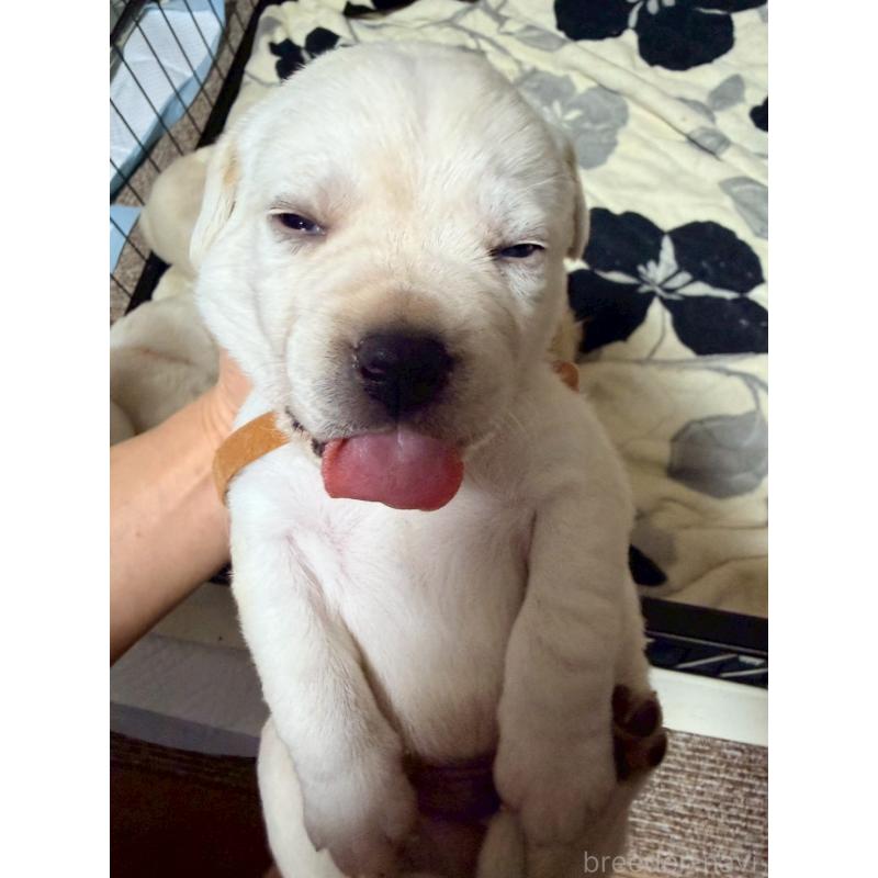 販売中の福岡県のラブラドールレトリーバー-429872の4枚目