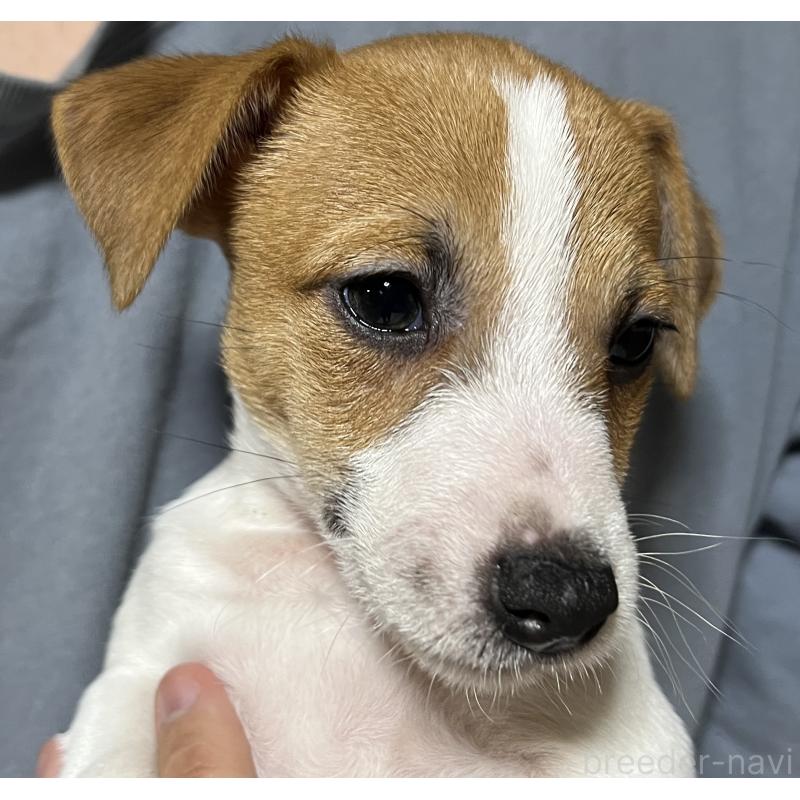 販売中の千葉県のジャックラッセルテリア-429873の4枚目