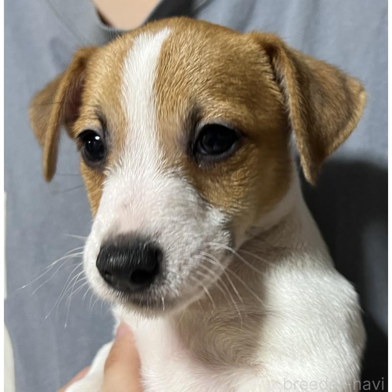 販売中の千葉県のジャックラッセルテリア-429873の3枚目