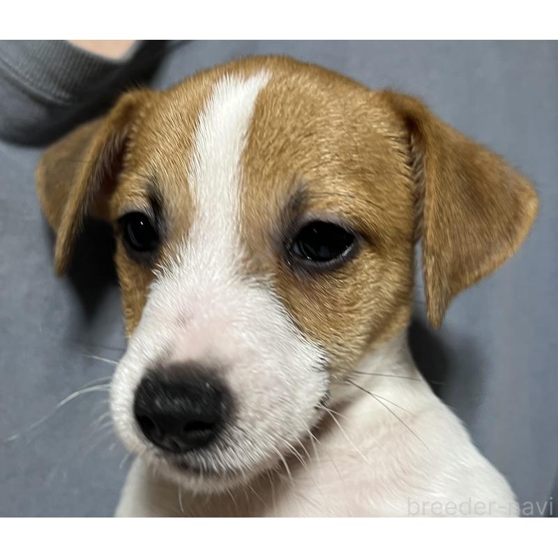 販売中の千葉県のジャックラッセルテリア-429873の2枚目