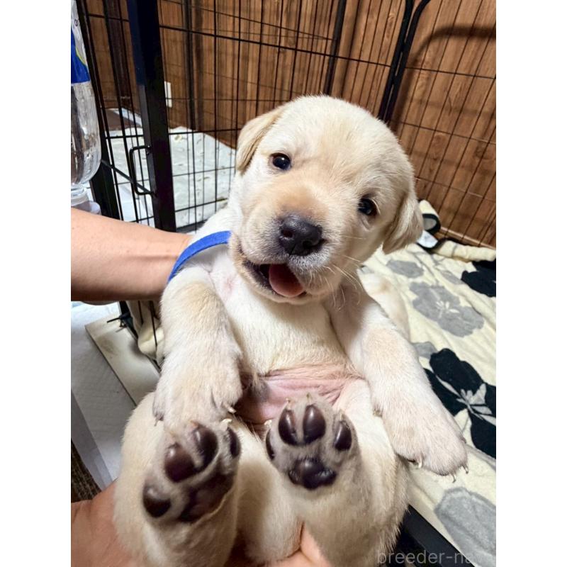 販売中の福岡県のラブラドールレトリーバー-429874の4枚目