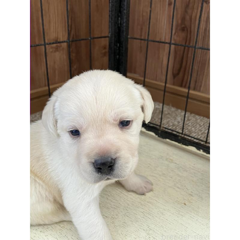 販売中の福岡県のラブラドールレトリーバー-429874の3枚目