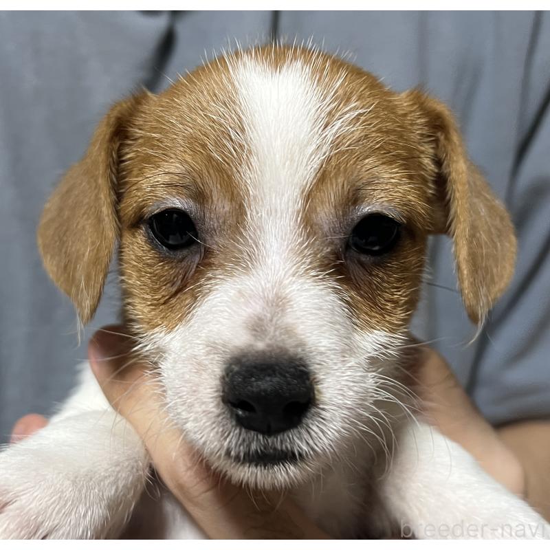 販売中の千葉県のジャックラッセルテリア-429875の5枚目