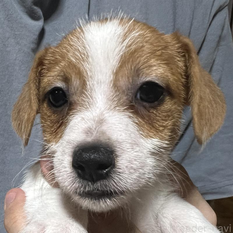 販売中の千葉県のジャックラッセルテリア-429875の1枚目