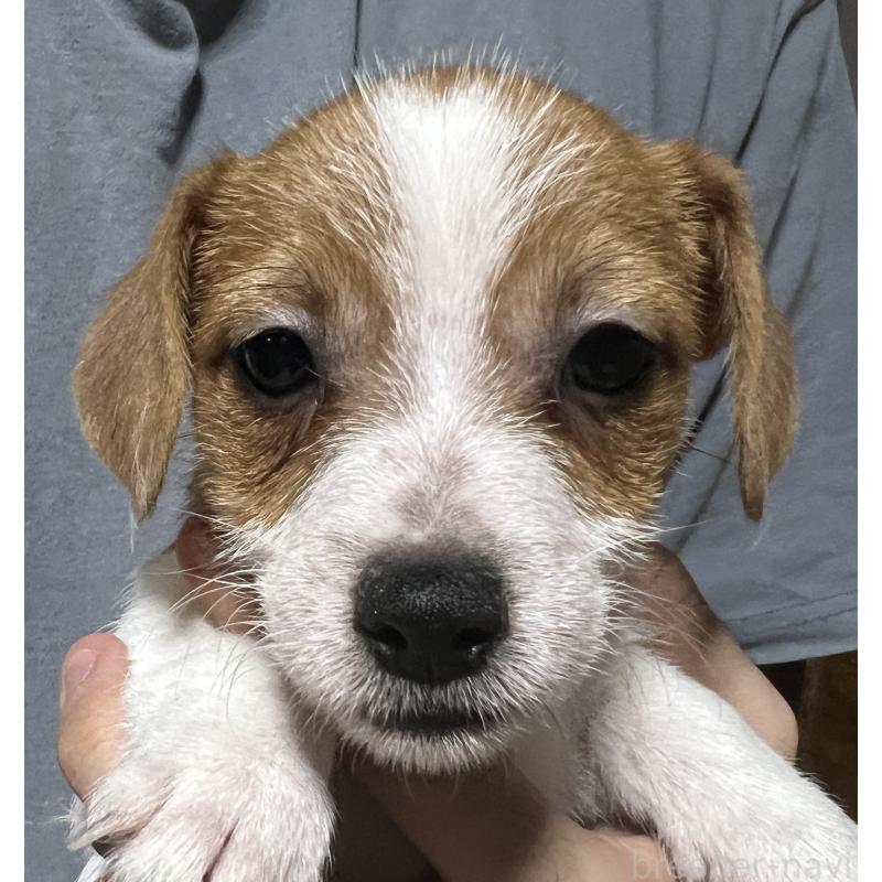 販売中の千葉県のジャックラッセルテリア-429875の3枚目