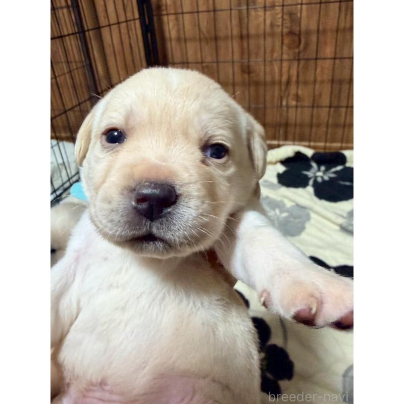 販売中の福岡県のラブラドールレトリーバー-429870の2枚目