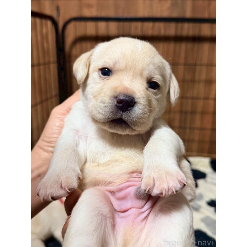 販売中の福岡県のラブラドールレトリーバー-429876の5枚目