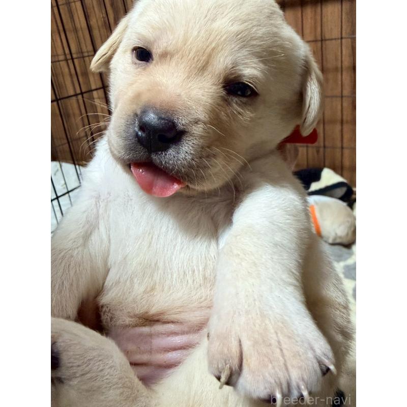 販売中の福岡県のラブラドールレトリーバー-429876の4枚目