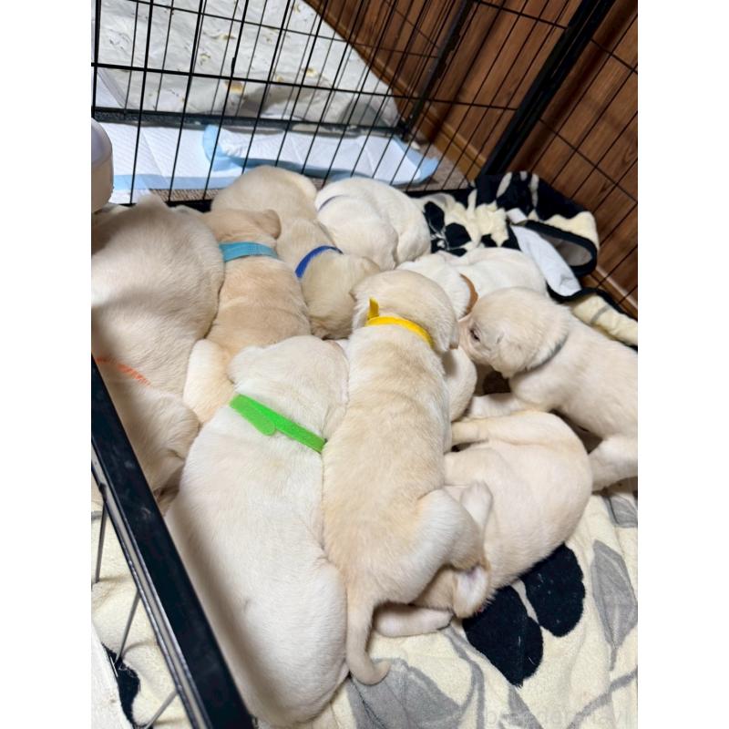 販売中の福岡県のラブラドールレトリーバー-429876の3枚目