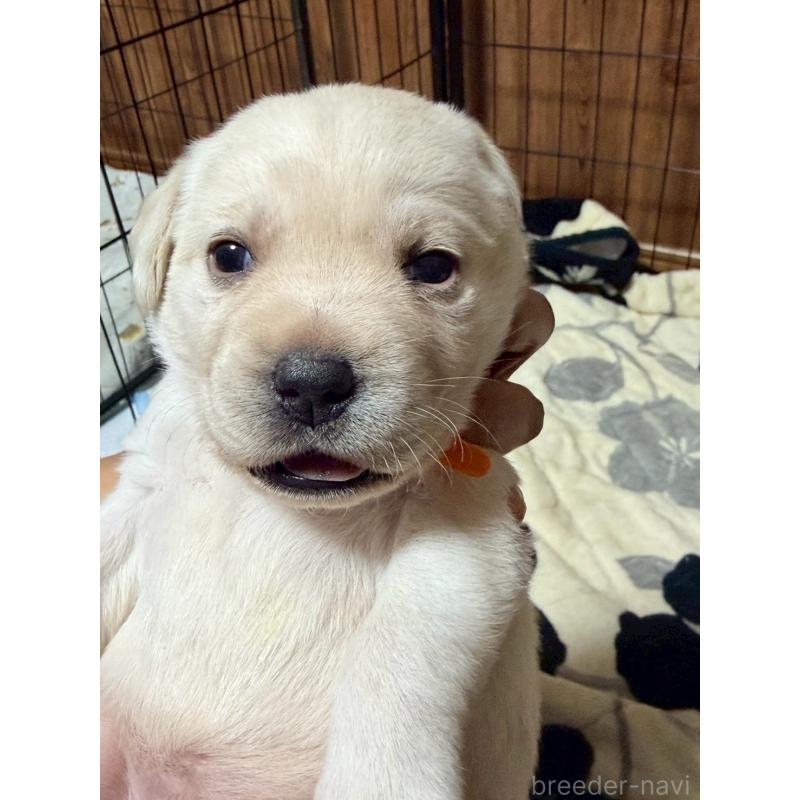 販売中の福岡県のラブラドールレトリーバー-429877の4枚目