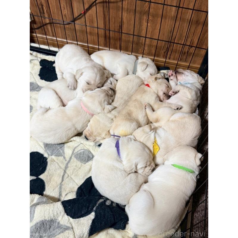 販売中の福岡県のラブラドールレトリーバー-429877の3枚目