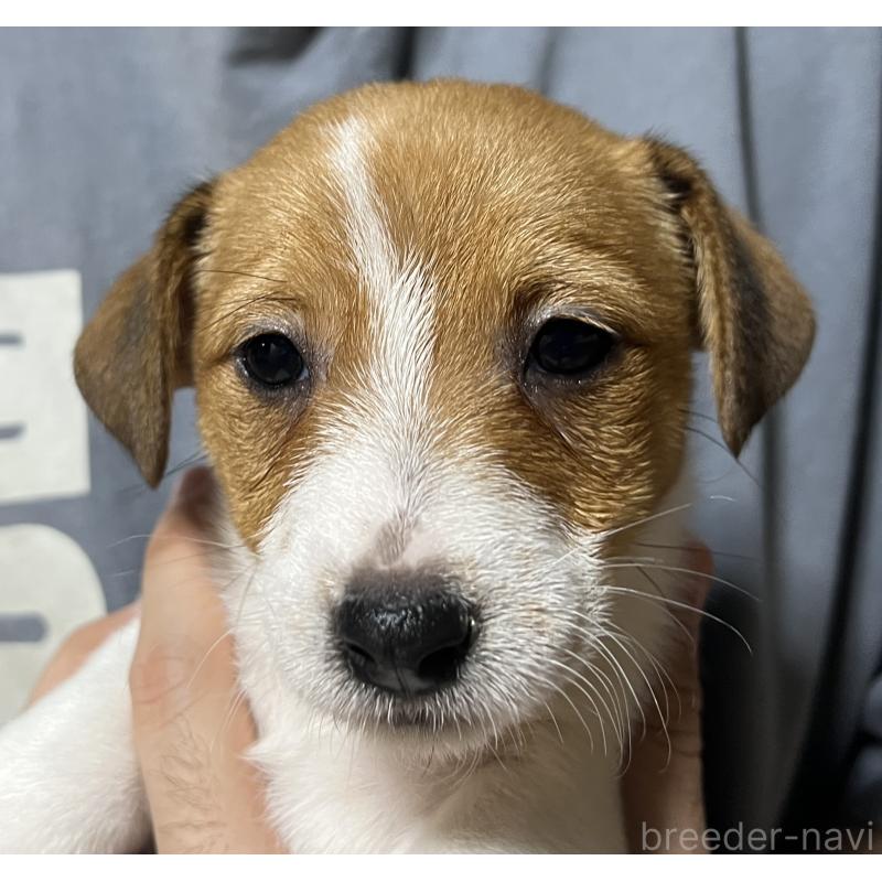 販売中の千葉県のジャックラッセルテリア-429878の6枚目