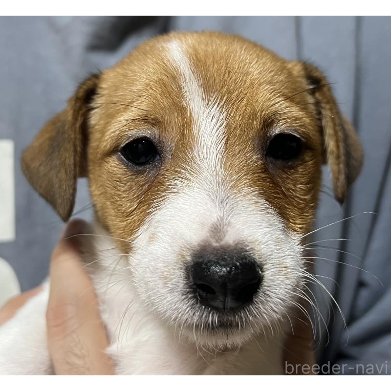 販売中の千葉県のジャックラッセルテリア-429878の5枚目