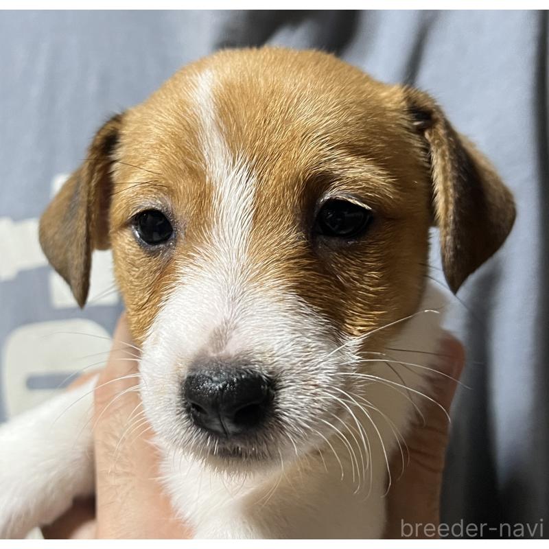 販売中の千葉県のジャックラッセルテリア-429878の4枚目