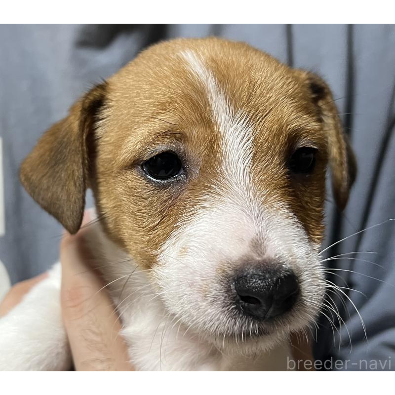 販売中の千葉県のジャックラッセルテリア-429878の3枚目