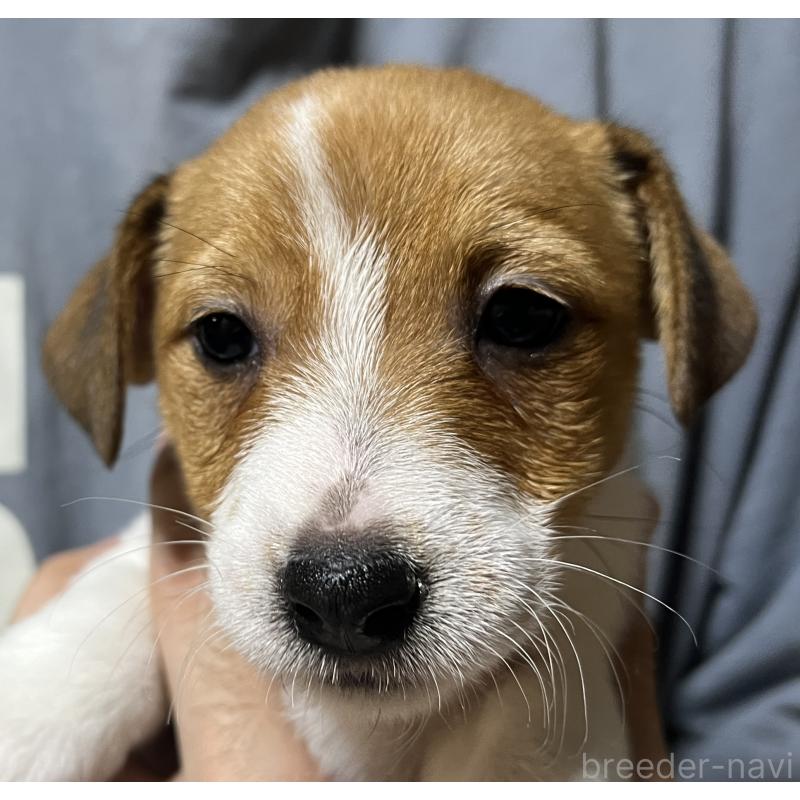 販売中の千葉県のジャックラッセルテリア-429878の2枚目