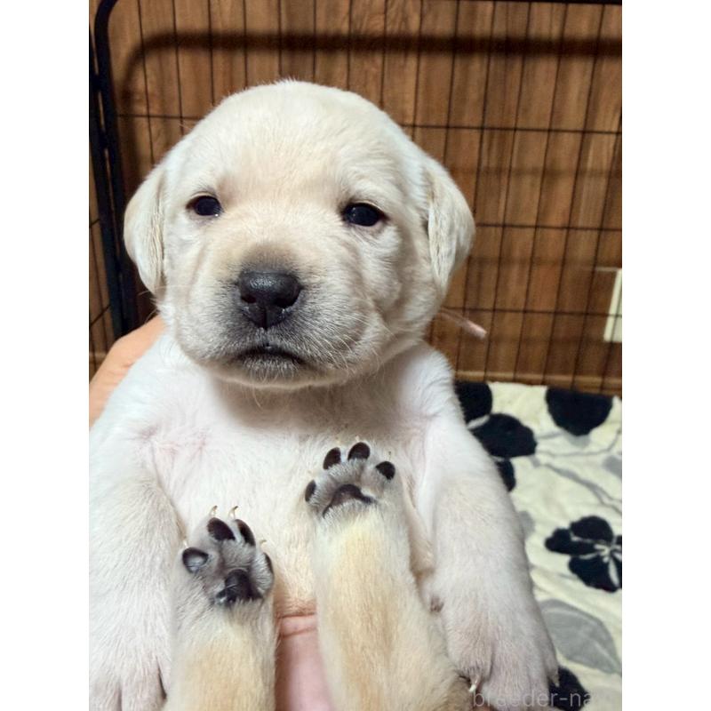 販売中の福岡県のラブラドールレトリーバー-429879の4枚目