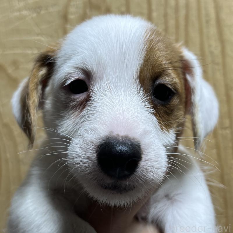 販売中の千葉県のジャックラッセルテリア-429880の1枚目