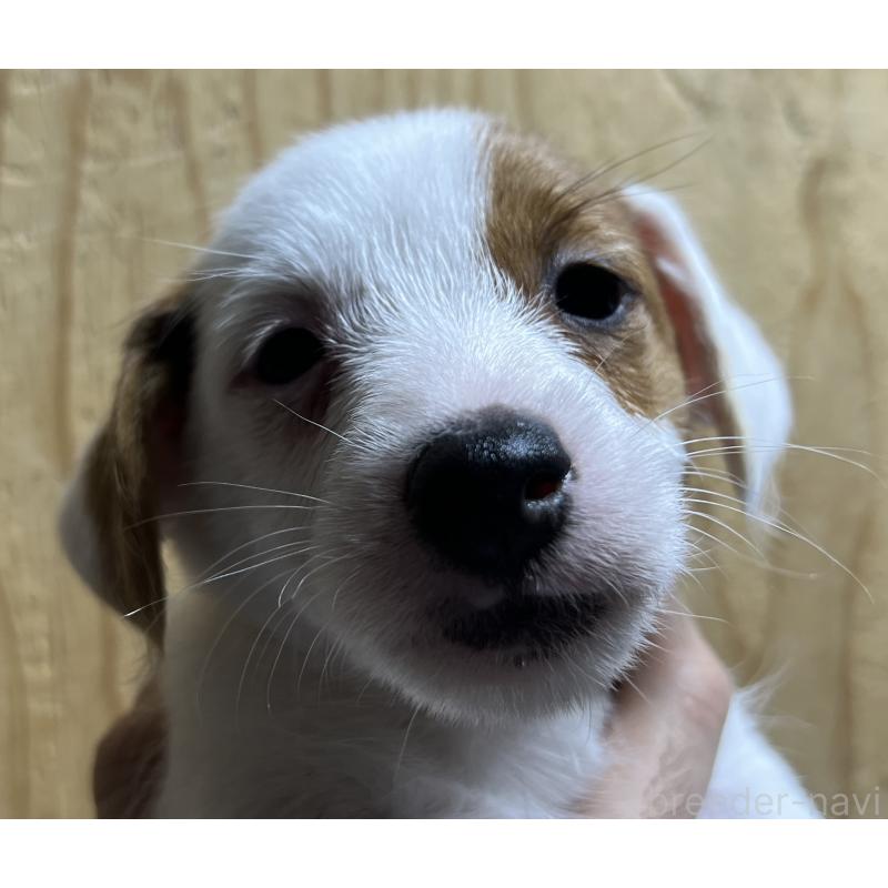 販売中の千葉県のジャックラッセルテリア-429880の5枚目