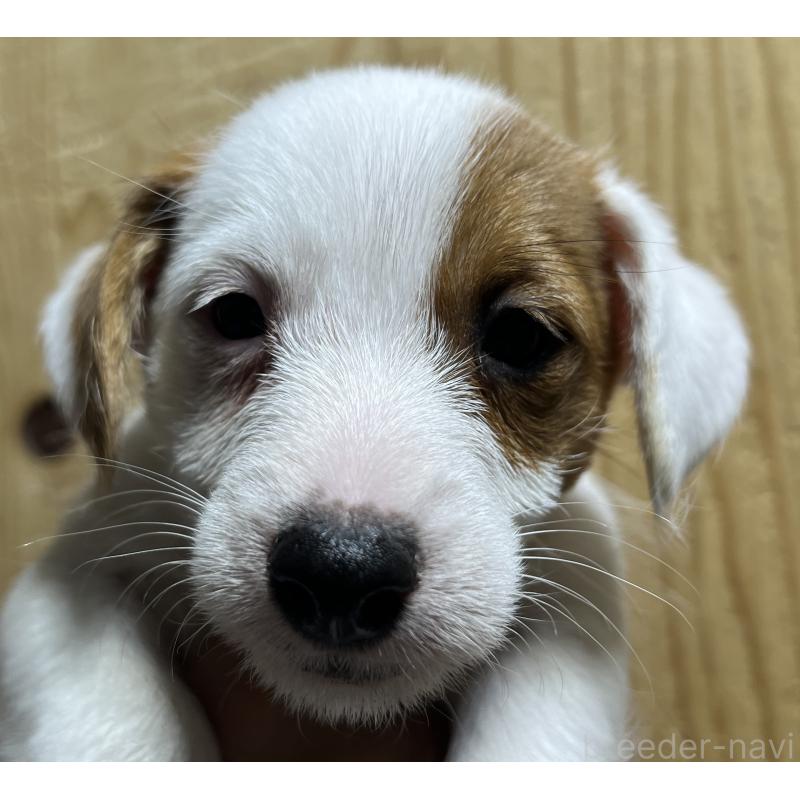 販売中の千葉県のジャックラッセルテリア-429880の4枚目