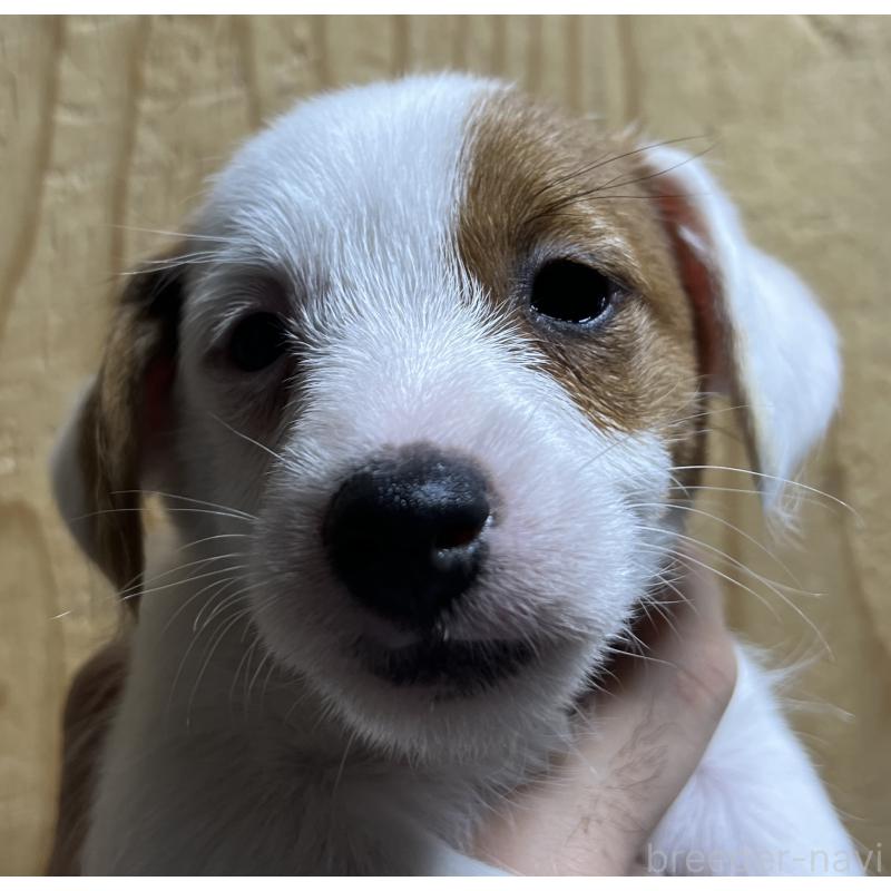 販売中の千葉県のジャックラッセルテリア-429880の3枚目